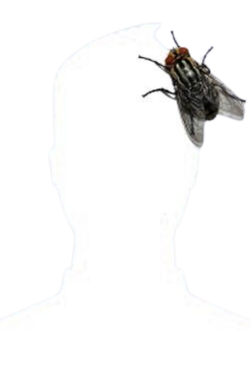 Ing. Elber Calcina Condori